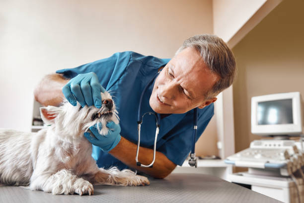 Best 24-Hour Emergency Dental Care in Cape Charles, VA
